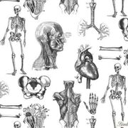 Anatomie