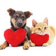 Penn Foster Veterinary Assistant Vocab Cards
