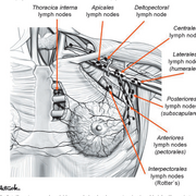 ##  Cirurgia Plástica - Direcionada ##