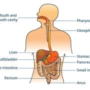 Digestive System (Unit #3)