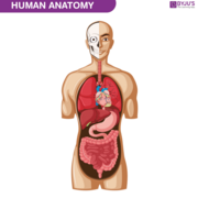 Human Physiology [MMED2931]