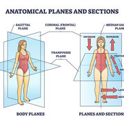 Anatomy and Physiology