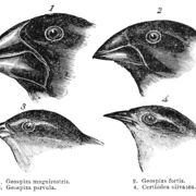 L3 Bio Speciation