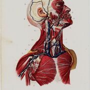 Anatomia para entrar a la UNI