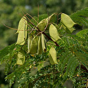 Thực Vật Dược