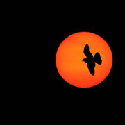 phx - Latin - Harper