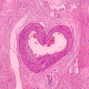 HISTOLOGIA