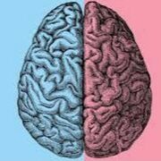 brain