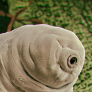 BIOLOGIA 👈(ﾟヮﾟ👈)