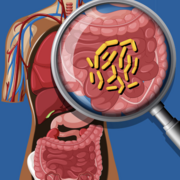microbiota humana