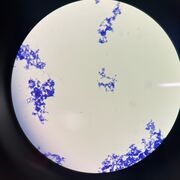 MICRO