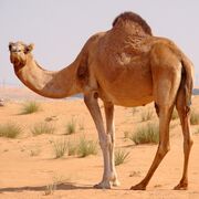 Arabic Nahw