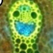 bio