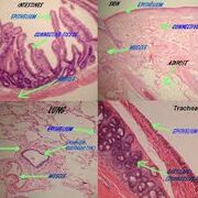 Histology