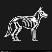 Anatomy and Physiology lecture