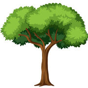 Géographie - Territoire forestier