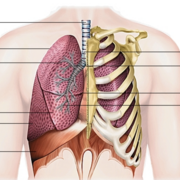 Le système respiratoire