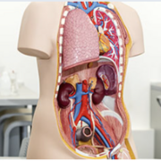 Human Physiology 273