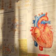 ♡₊˚ digestive system