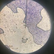 SNAB Biology Edexcel