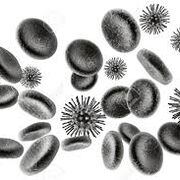 Hematology 1