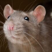 ambiente e saúde buceta