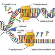 Genetica & evolutie DT 1