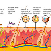 Dermatología
