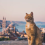 Beginners Turkish