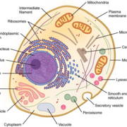 Cell structure and organisation