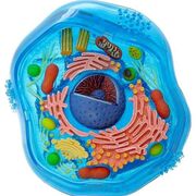Biologie- buňka
