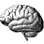 Neuroscience