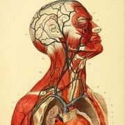 Anatomy and Physiology