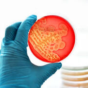 Bacteriología