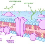 Cell membrane and transport