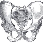 Ortopedia