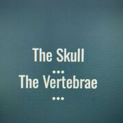 Skull + Vertebra