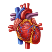 Cardiovascular