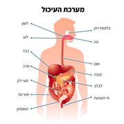 מערכת העיכול
