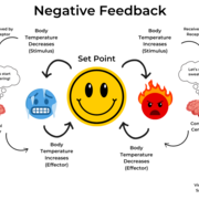 Anatomy & Psychology