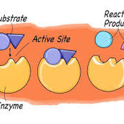 Enzymes