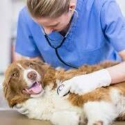 VET
