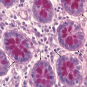 Histologiaa