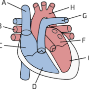 Anatomy and Physiology ll