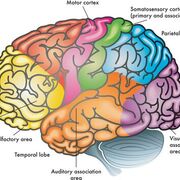 AQA A level Psychology