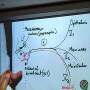 Clinical Neuroanatomy