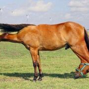 Introduction To Animal Physiology