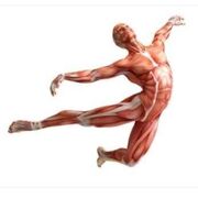 PE- Anatomy and Physiology