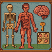 Anatomía
