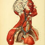 Anatomia Primer Año